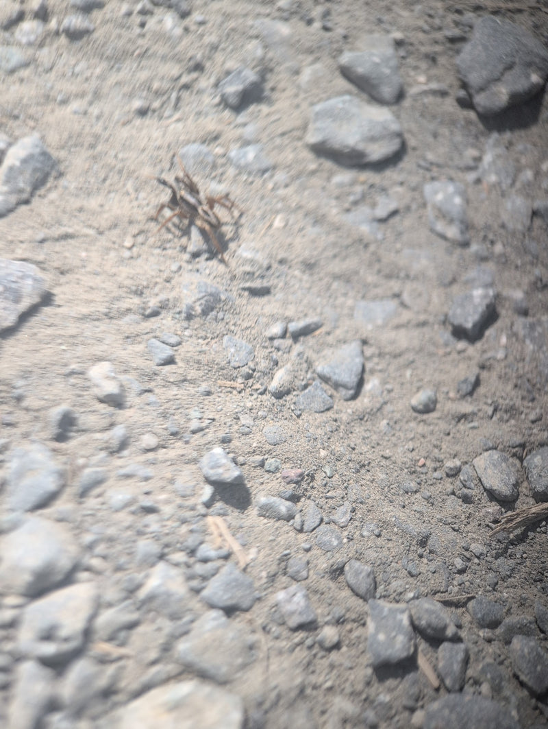 Große Wolfspinne — Bild 4