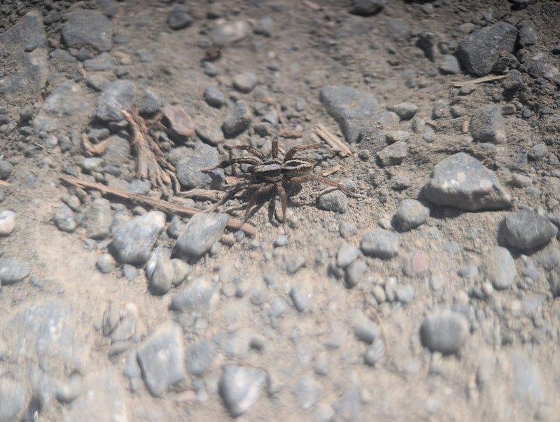 Große Wolfspinne — Bild 5