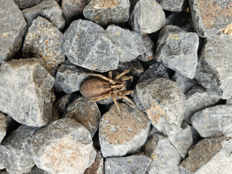 Große Wolfspinne — Bild 3