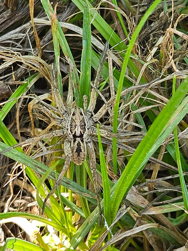 Große Wolfspinne — Bild 1