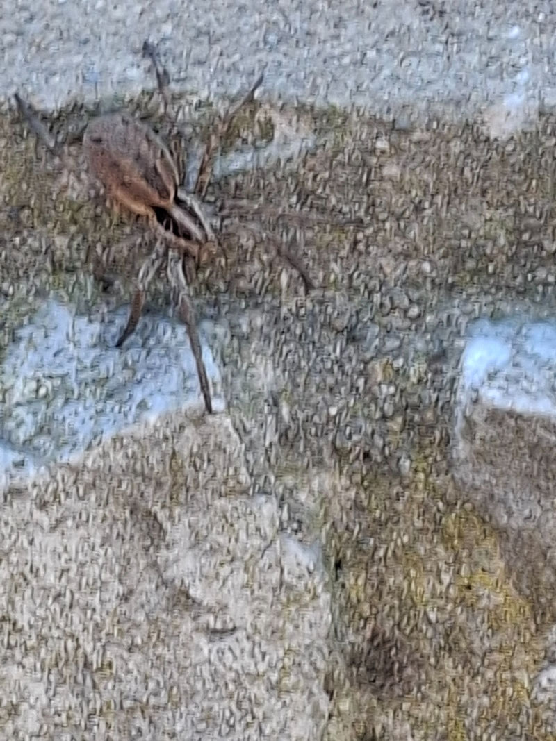 Große Wolfspinne — Bild 2
