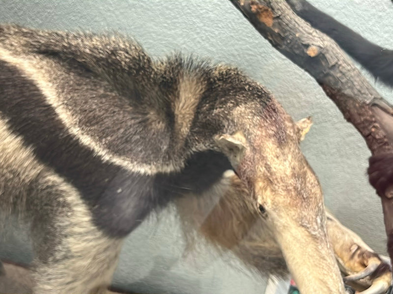 Großer Ameisenbär — Bild 1 von 1
