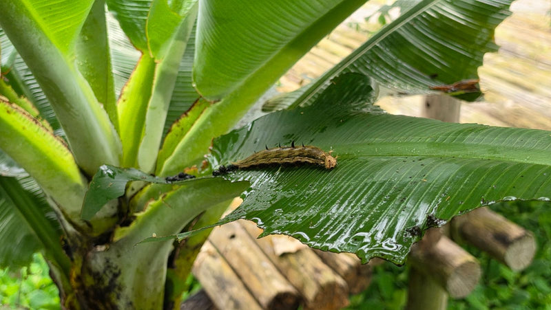 Großer Bananenfalter — Bild 2