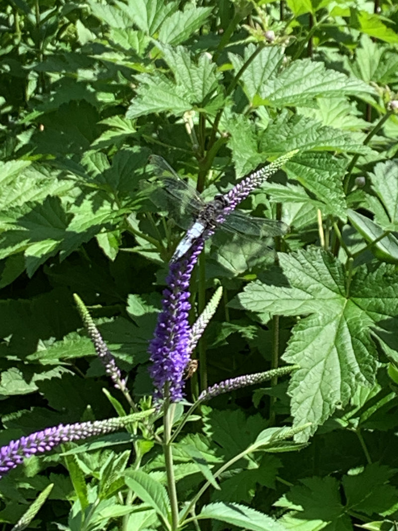 Großer Blaupfeil — Bild 5