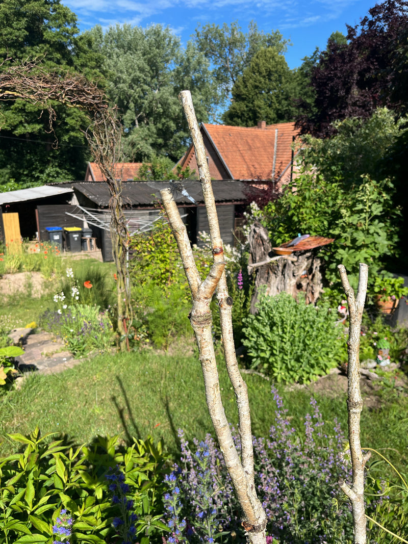 Großer Blaupfeil — Bild 4