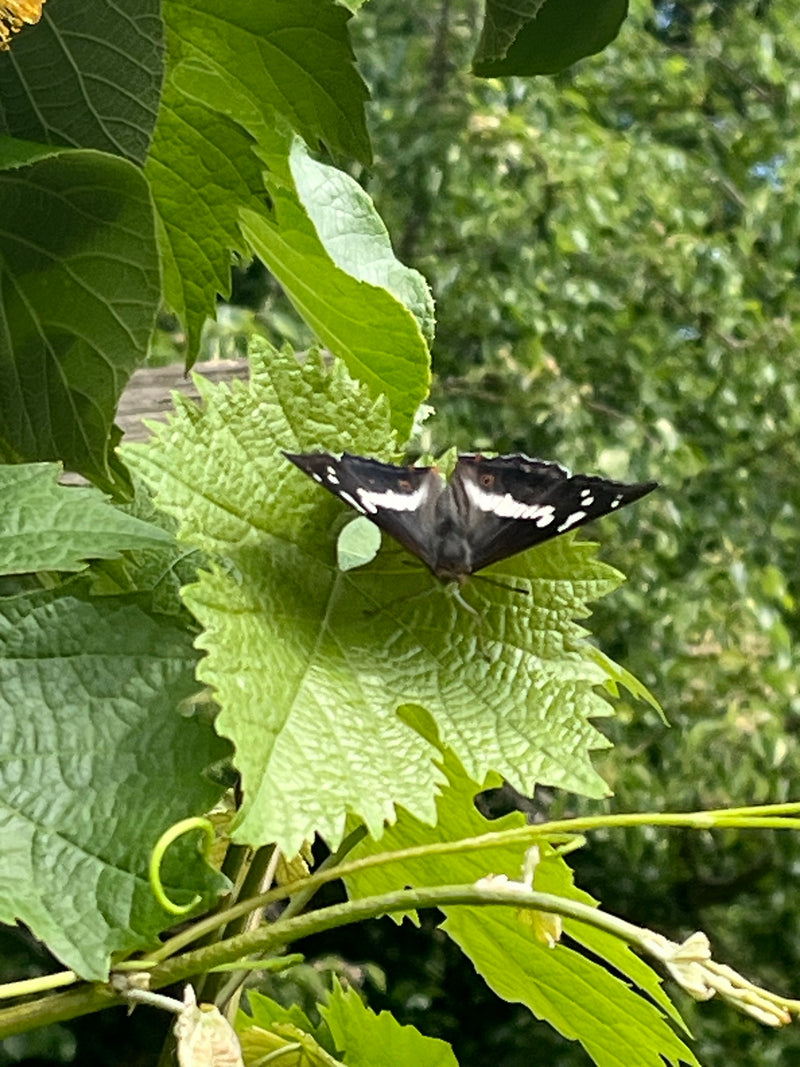 Großer Eisvogel — Bild 2