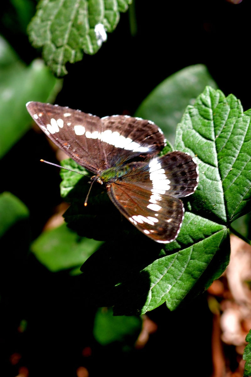 Großer Eisvogel — Bild 1