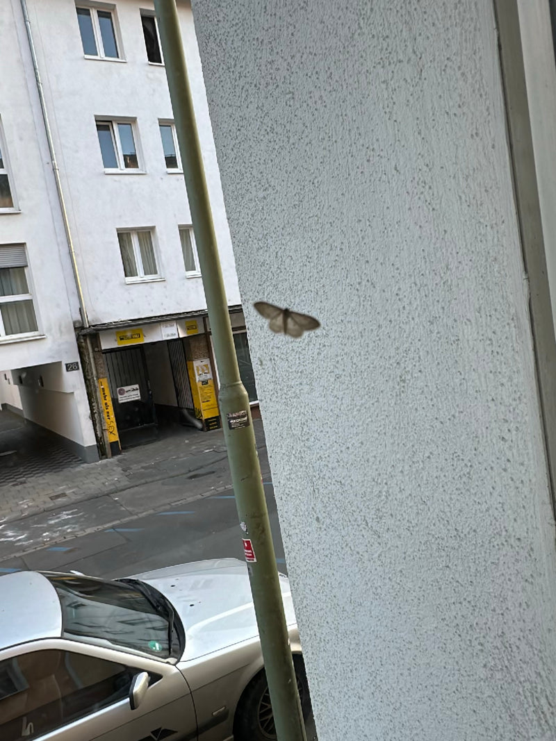 Großer Frostspanner — Bild 1