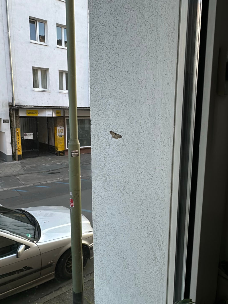 Großer Frostspanner — Bild 2