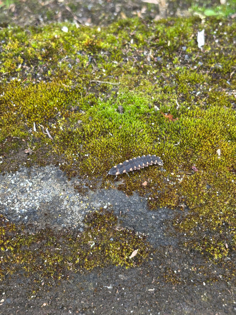 Großer Leuchtkäfer — Bild 1