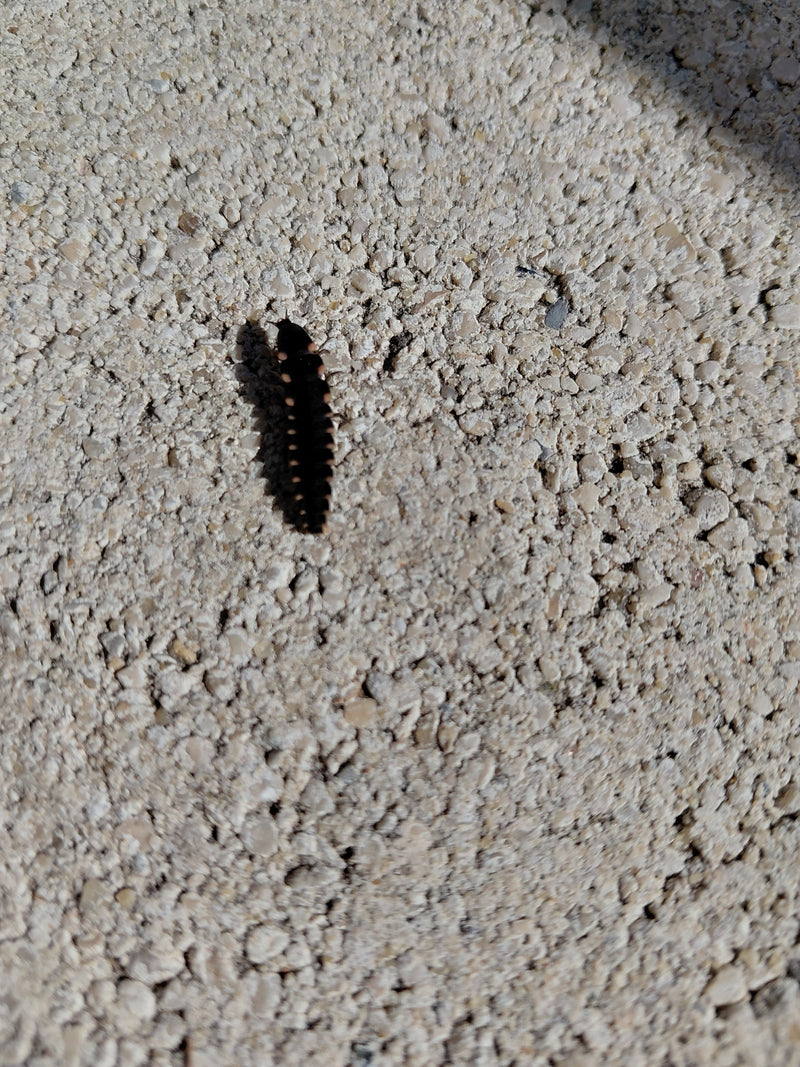 Eine Larve des Großen Leuchtkäfers kriecht über eine helle, raue Steinoberfläche.