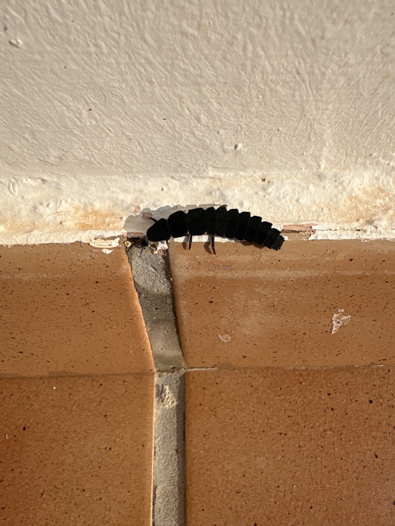Eine Larve des Großen Leuchtkäfers kriecht entlang der Kante einer Wand über Fliesen.