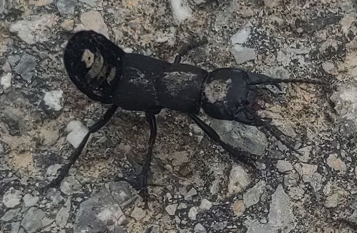 Ein Schwarzer Moderkäfer sitzt auf steinigem Untergrund und zeigt seine typische Drohgebärde mit aufgerichtetem Abdomen. Dabei sind der langgestreckte, schwa...