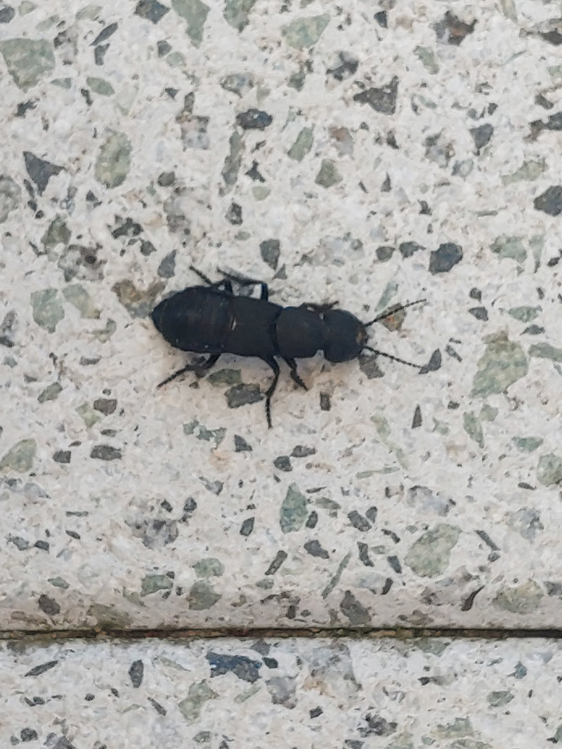 Schwarzer Moderkäfer — Bild 5