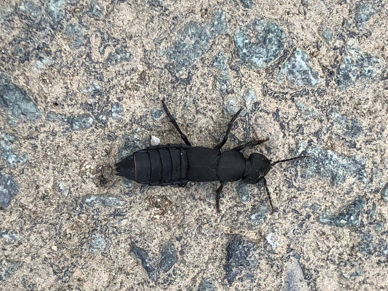 Schwarzer Moderkäfer — Bild 2