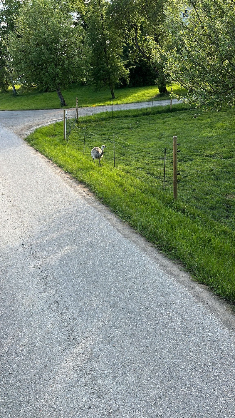Großer Nandu — Bild 2