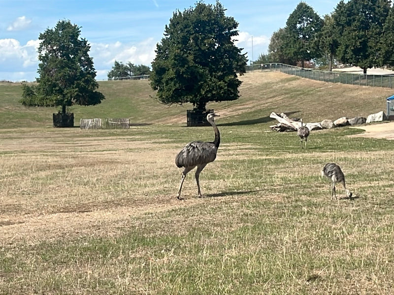 Mehrere Große Nandus stehen auf einer offenen Grasfläche in einer parkähnlichen Umgebung. Die Vögel bewegen sich auf dem Boden zwischen Bäumen und Sträuchern.