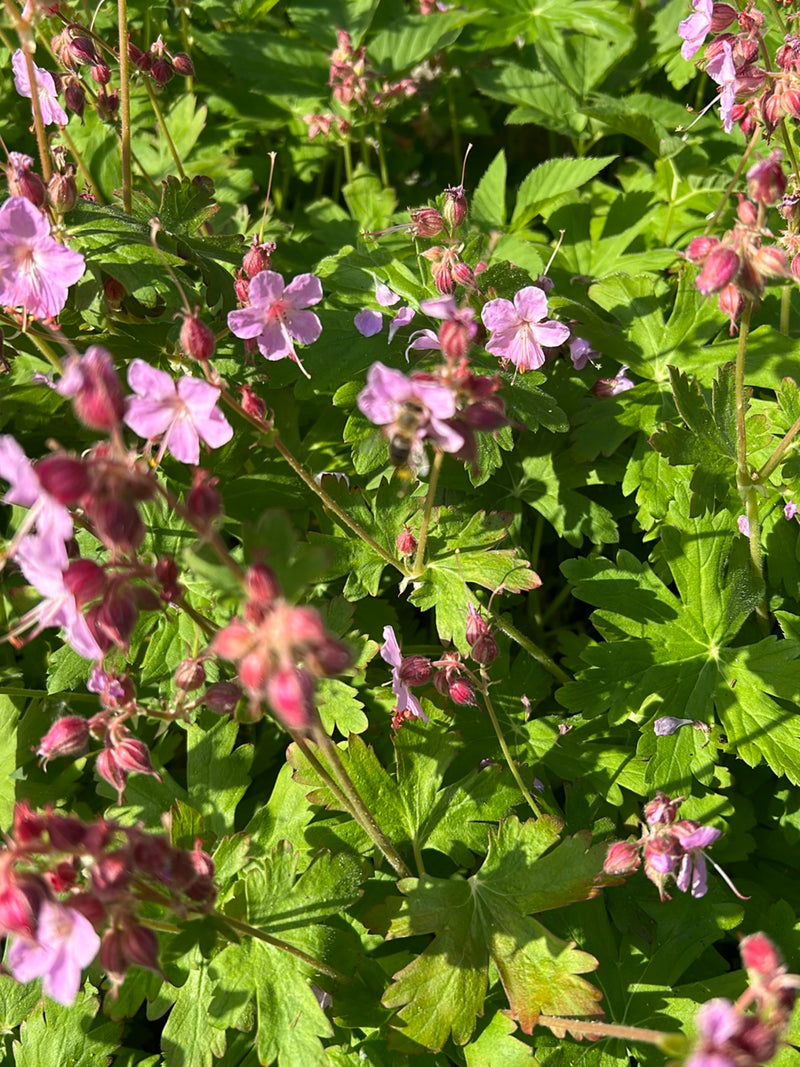 Großer Storchschnabel — Bild 2