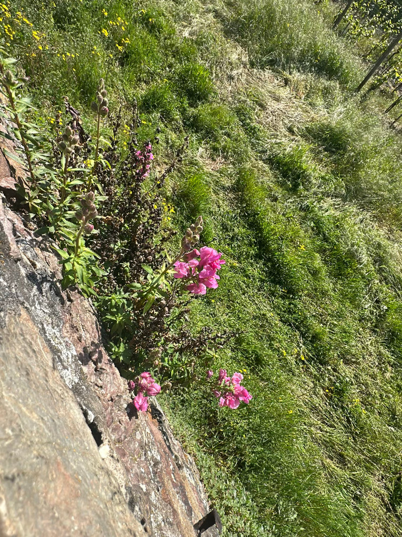 Loewenmaeulchen — Bild 2