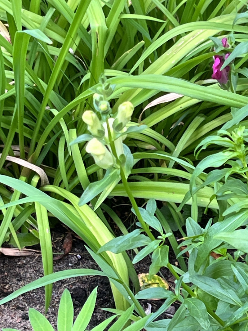 Loewenmaeulchen — Bild 5