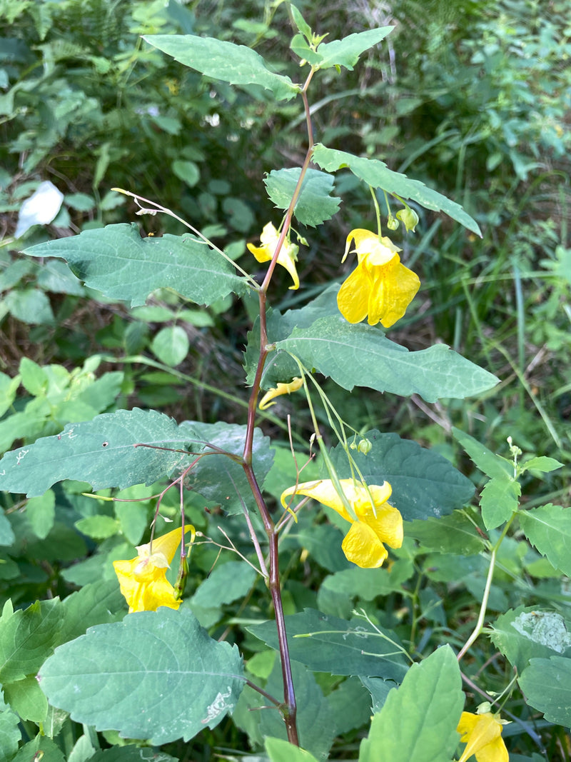 Großes Springkraut — Bild 2 von 3