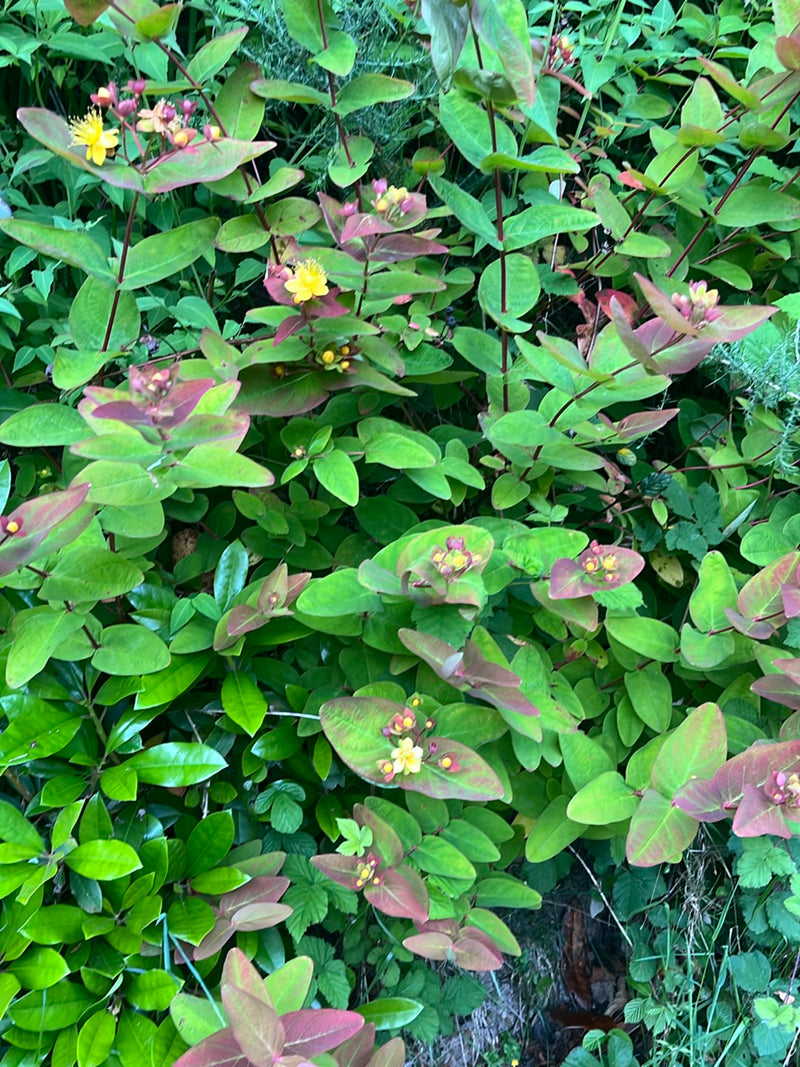 Großkelchiges Johanniskraut — Bild 2
