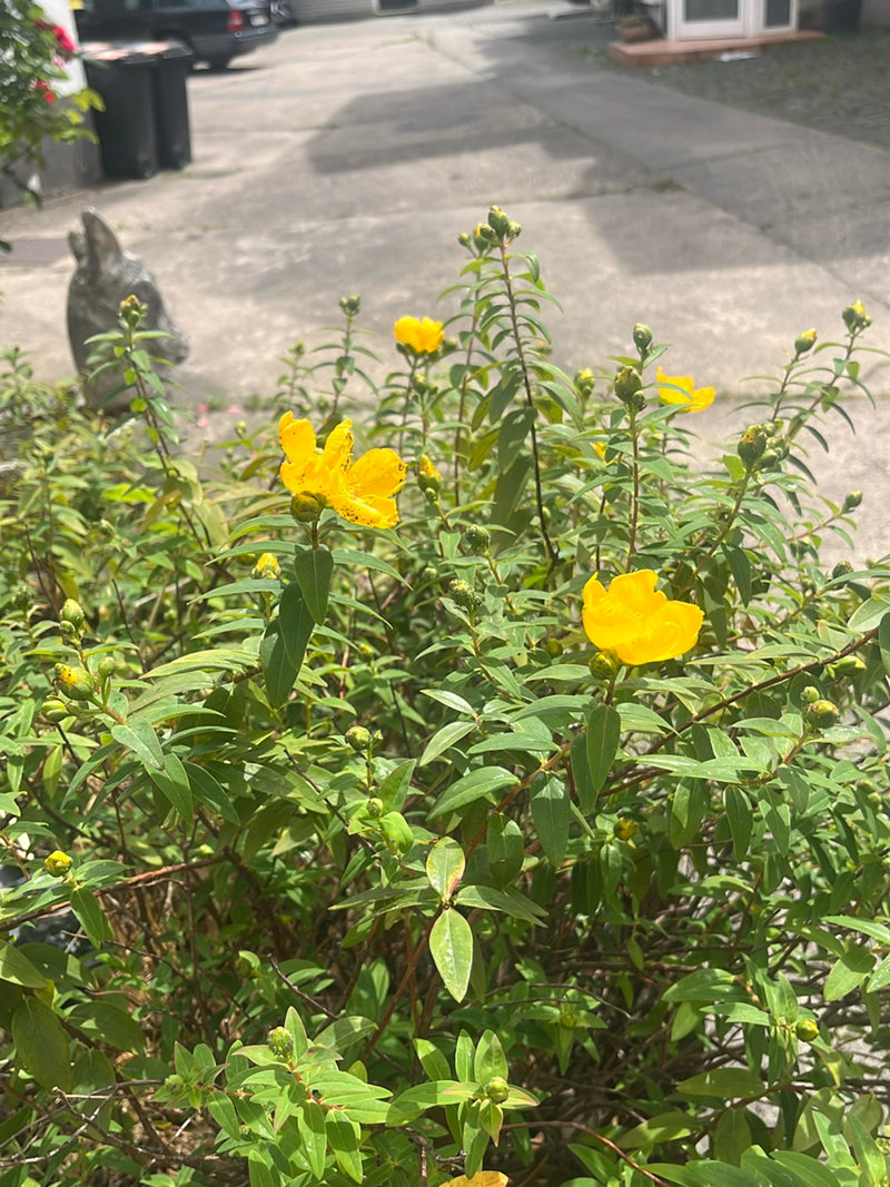 Großkelchiges Johanniskraut — Bild 4