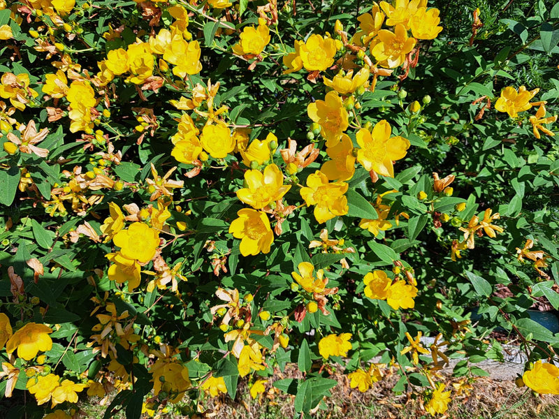 Großkelchiges Johanniskraut — Bild 1