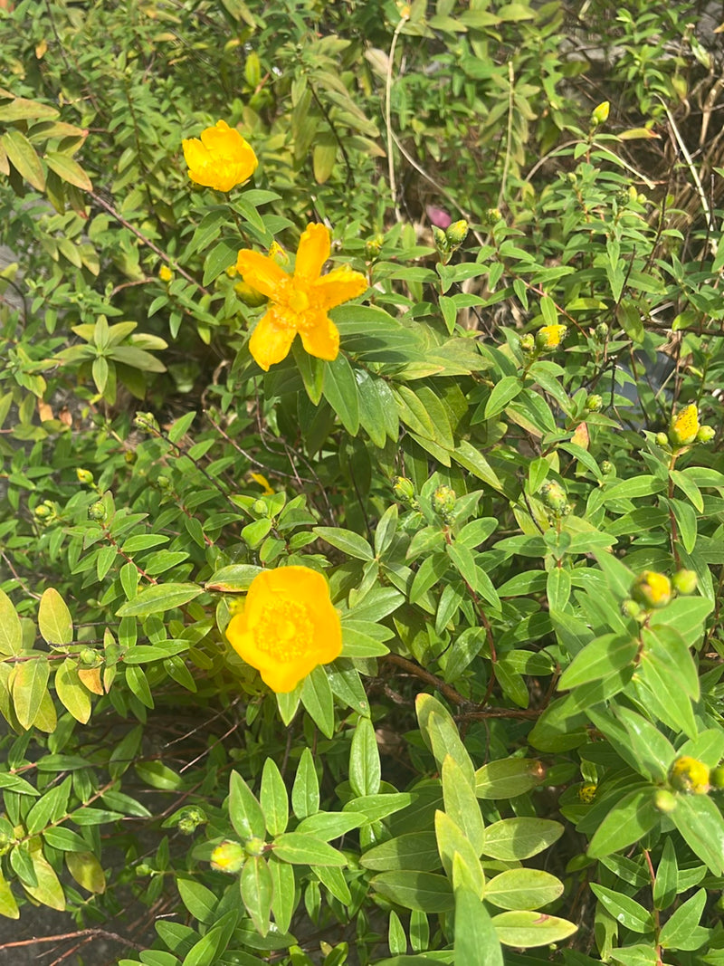 Großkelchiges Johanniskraut — Bild 3