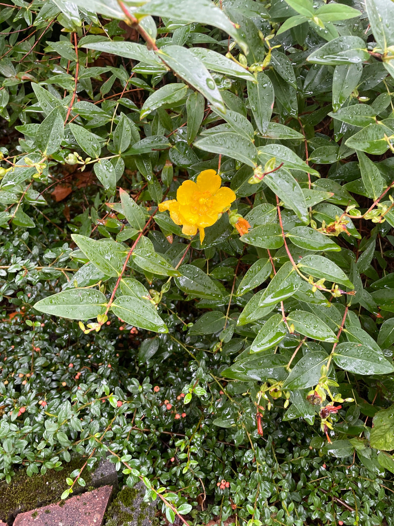 Großkelchiges Johanniskraut — Bild 1 von 17