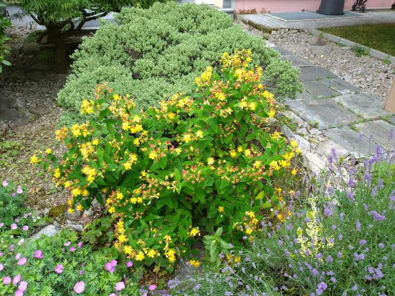 Großkelchiges Johanniskraut — Bild 5