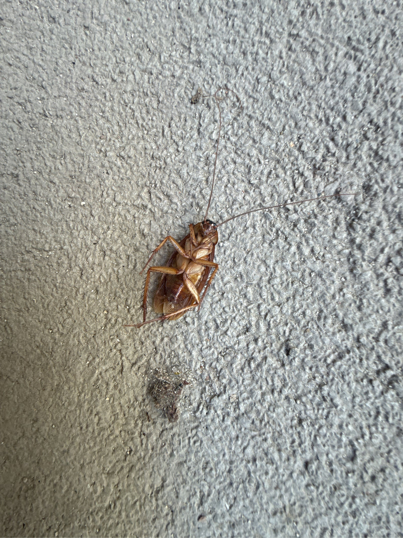 Großschabe (Periplaneta sp.) — Bild 2