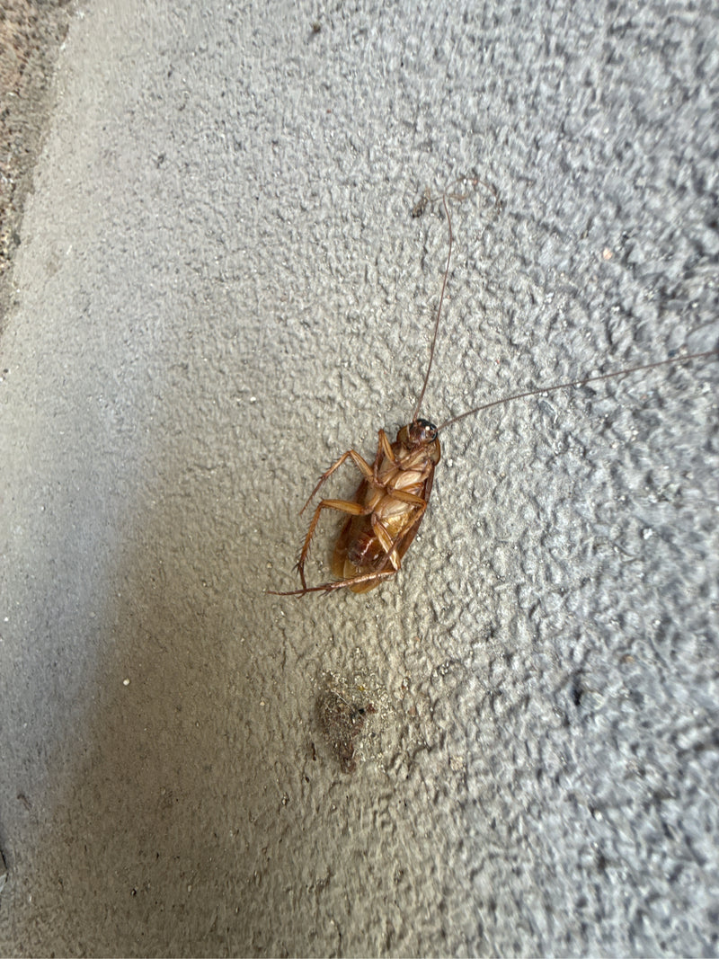Großschabe (Periplaneta sp.) — Bild 1