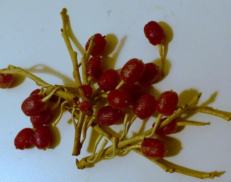 Gumi-Beere — Bild 1 von 1