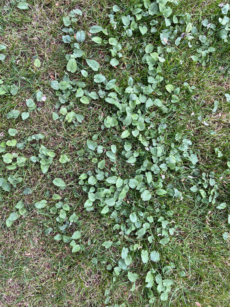 Gundermann — Bild 1