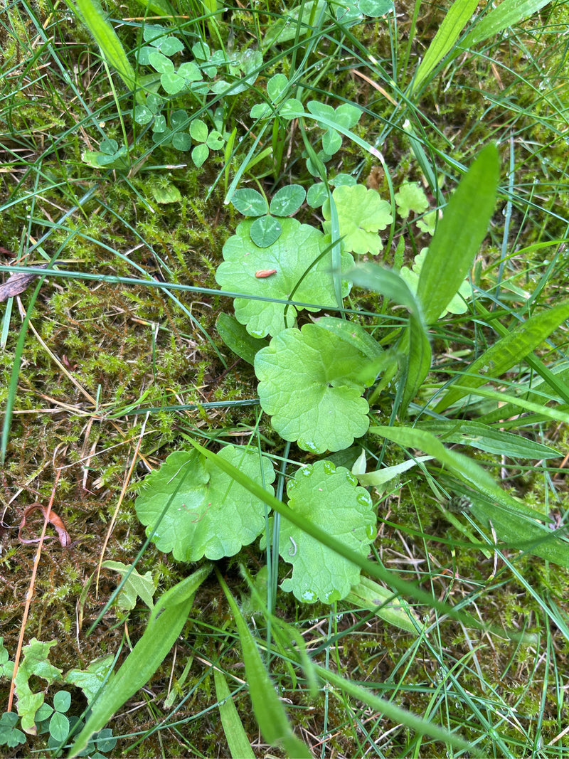 Gundermann — Bild 3