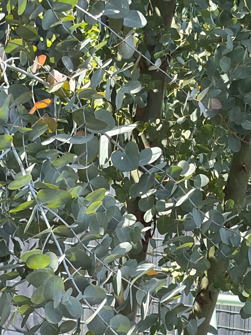 Gunn-Eukalyptus — Bild 3