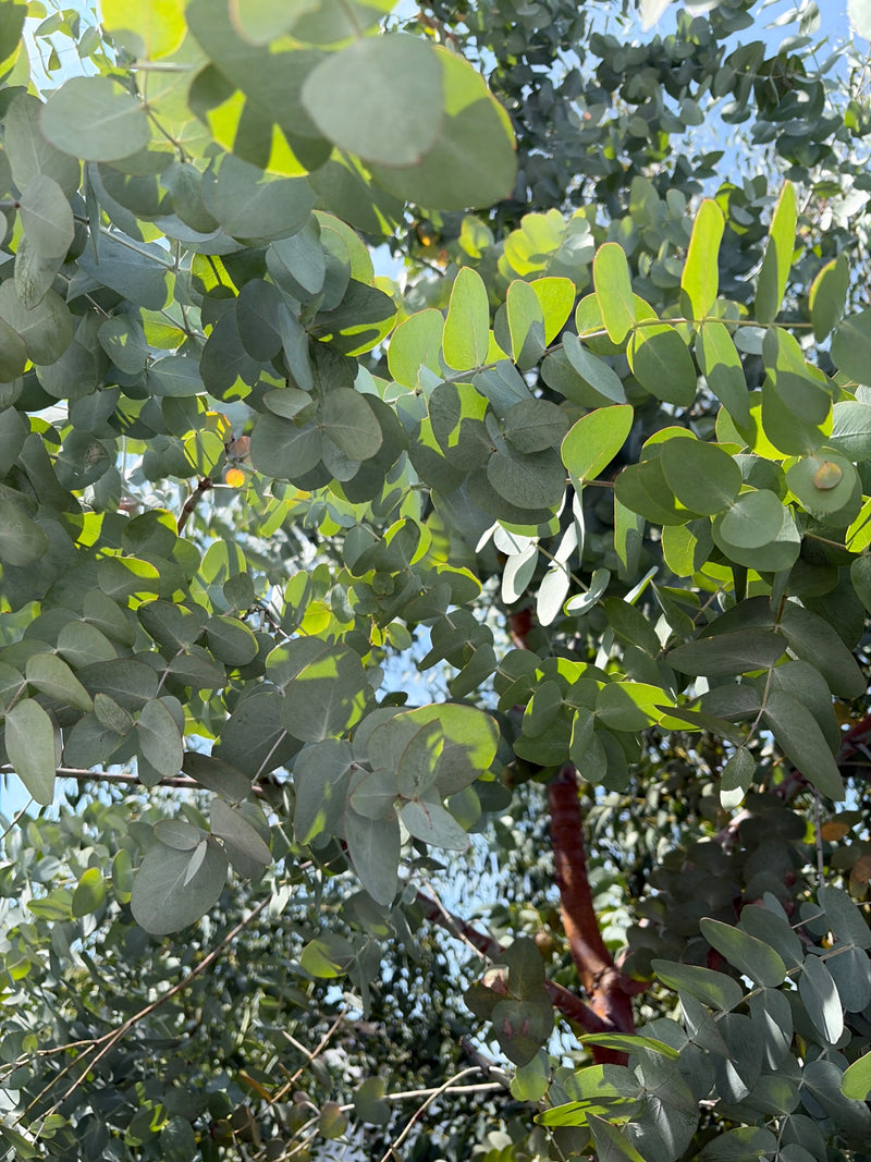 Gunn-Eukalyptus — Bild 4