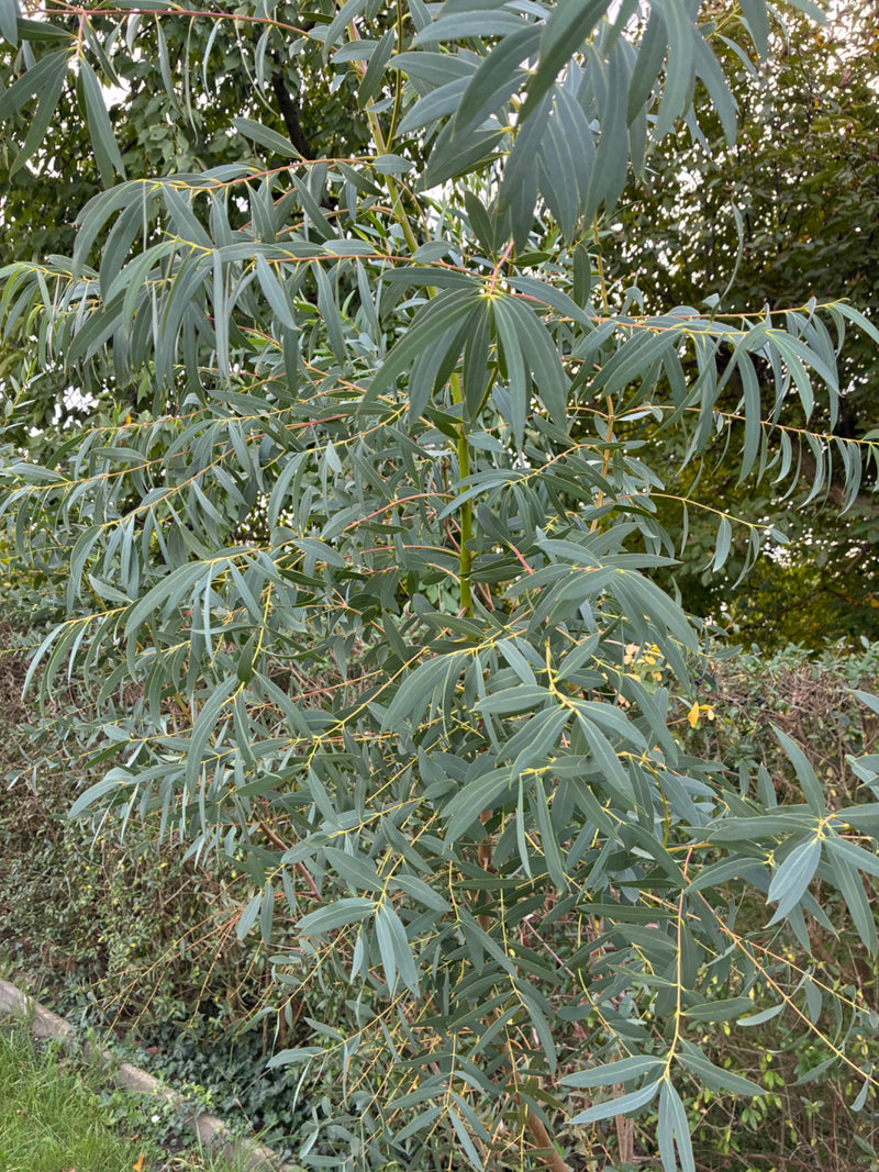 Ein junger Gunn-Eukalyptus mit dichten Zweigen und schmalen, bläulich-grünen Blättern vor einer Hecke.