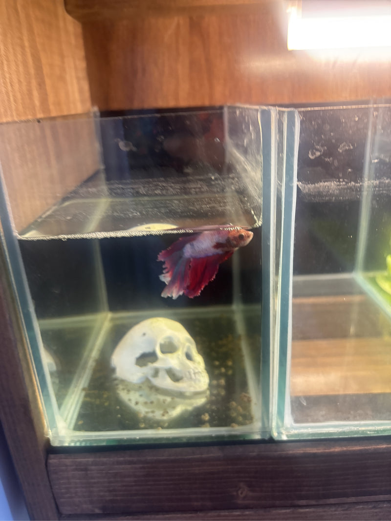 Guppy — Bild 5