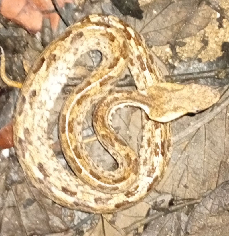 Höcker-Grubenotter — Bild 2 von 2