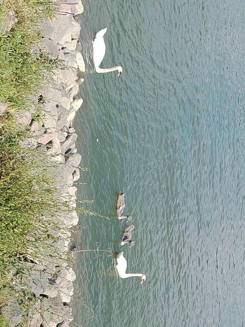 Höckerschwan — Bild 4