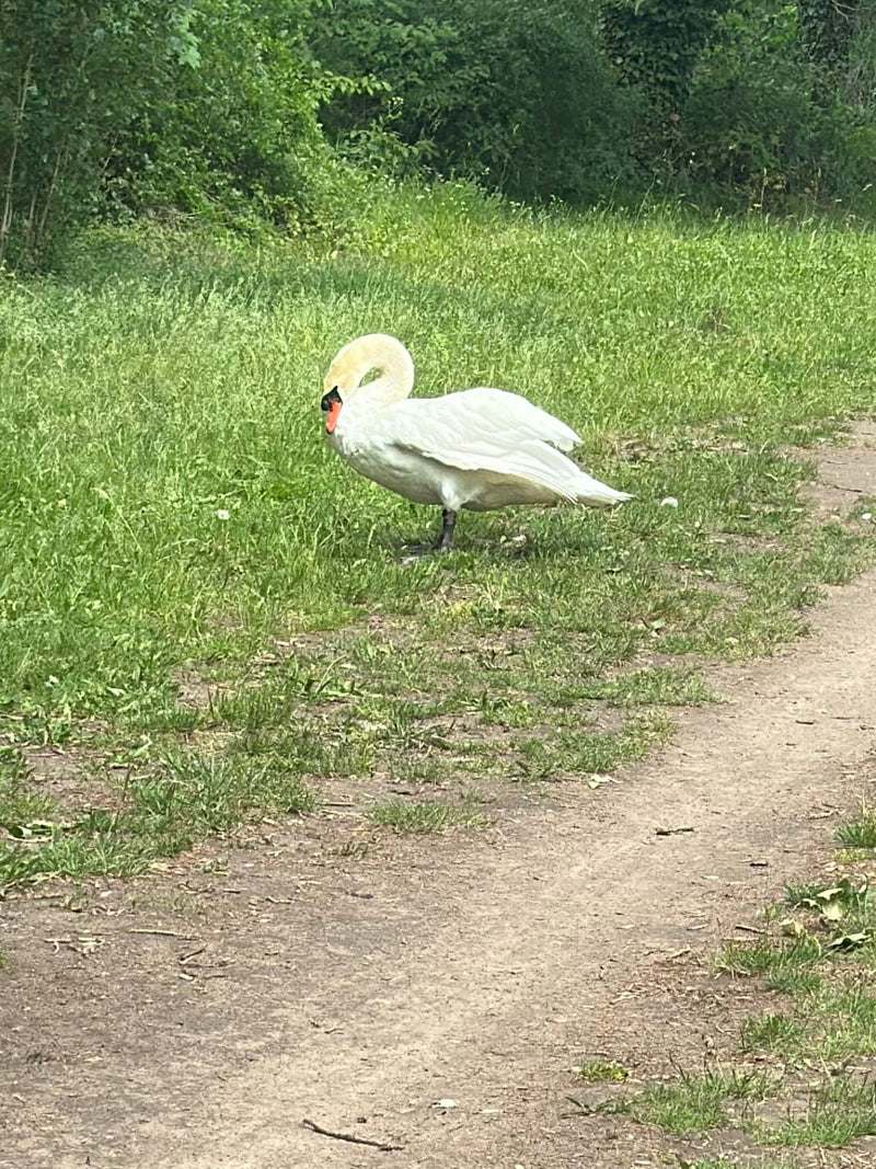 Höckerschwan — Bild 2