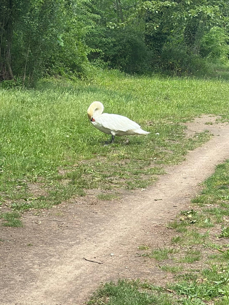 Höckerschwan — Bild 3