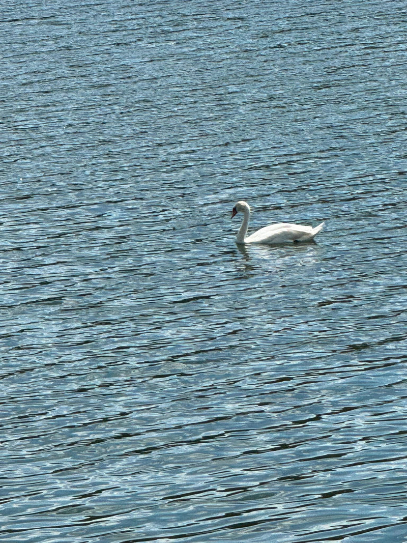Höckerschwan — Bild 1