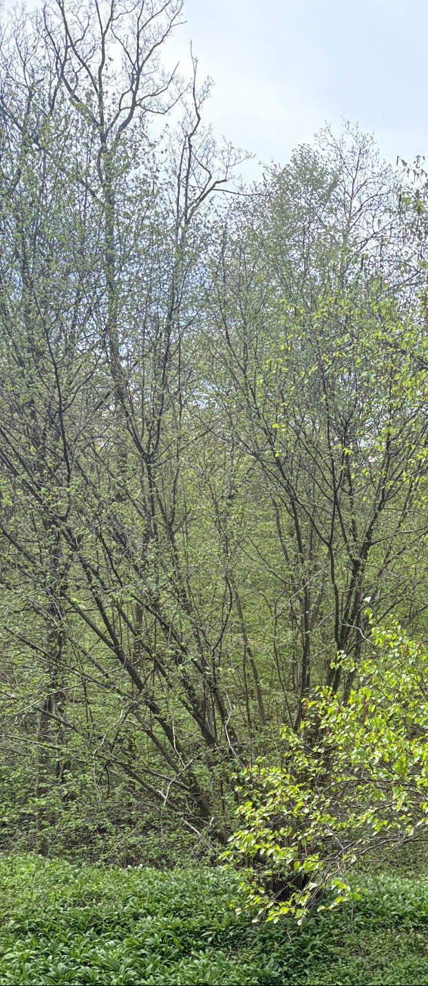 Hänge-Birke — Bild 4