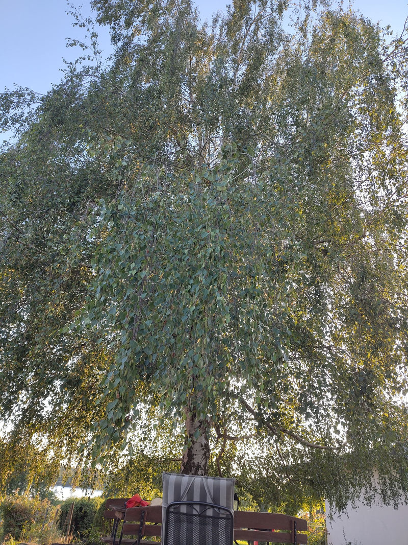 Hänge-Birke — Bild 5