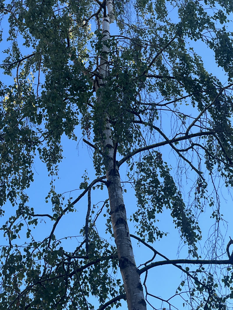 Hänge-Birke — Bild 1