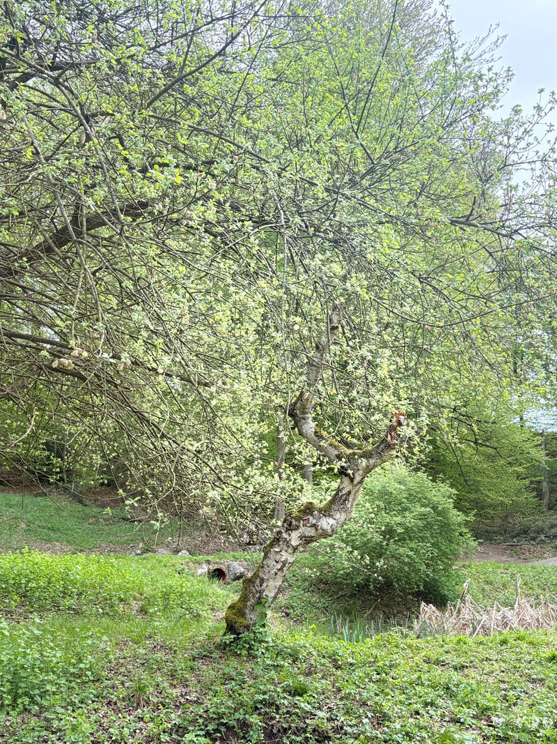Hänge-Birke — Bild 3