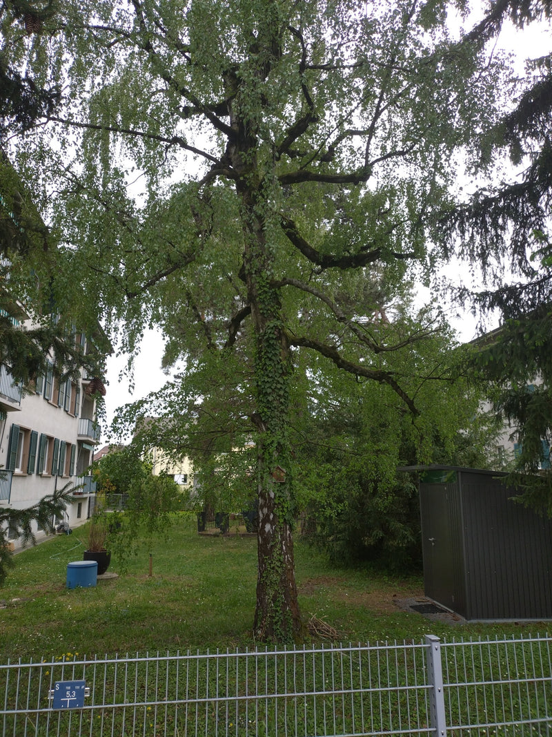 Auf dem Foto ist eine ausgewachsene Hänge-Birke mit markanter, teils berankter Borke in einem Garten zu sehen. Der Baum steht vor einem Wohngebäude und zeigt...
